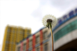 校園一角——蒲公英